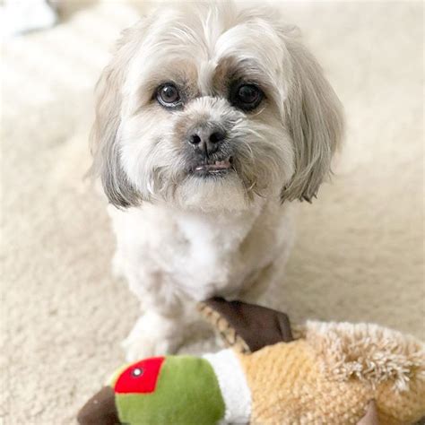 14 Cool Facts You Didnt Know About The Shih Tzu Page 3
