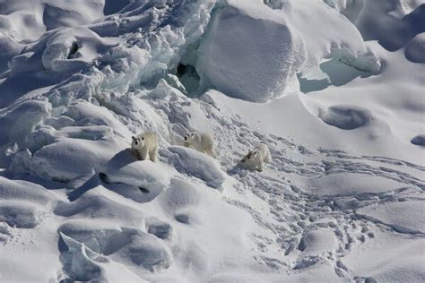 These Polar Bears In Greenland Can Survive With Less Sea Ice The New