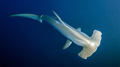 Hammerhead Sharks Hold Their Breath In Deeper Colder Waters Research Shows Wamu