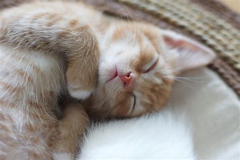 We recommend a visit with your veterinarian right away to diagnose the problem. 6 Secret Signs of a Sick Cat | Healthy Paws