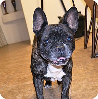 Ücretsiz yavru french bulldog sahiplendirme ilanı açın, yuva bulmamız için yardımcı olun. Phoenix, AZ - French Bulldog. Meet Frenchi a Pet for Adoption.