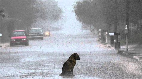 Lonely Sad Dog In The Rain Hd Wallpaper Pxfuel