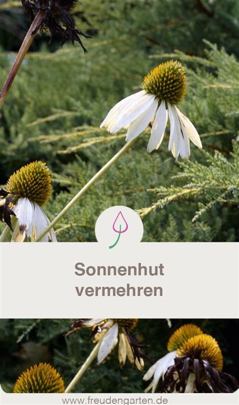 Check spelling or type a new query. Pfingstrosen Vermehren Durch Samen - Blogdejust