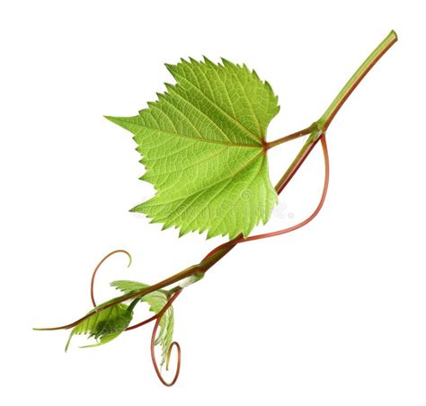 Fresh Grapevine With Leaves Isolated On White Stock Image Image Of