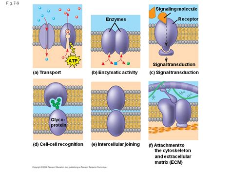 The Role Of Membrane Carbohydrates In Cell Cell Recognition