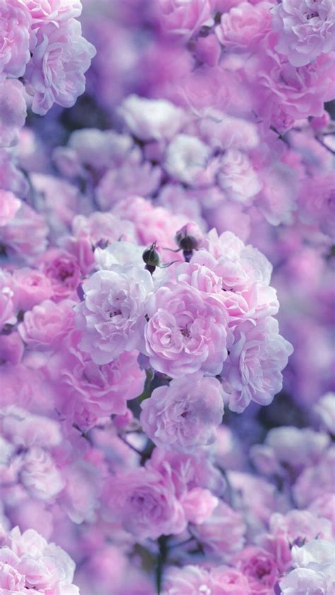 Nature Wallpaper Iphone Цветочные фоны Фиолетовые обои