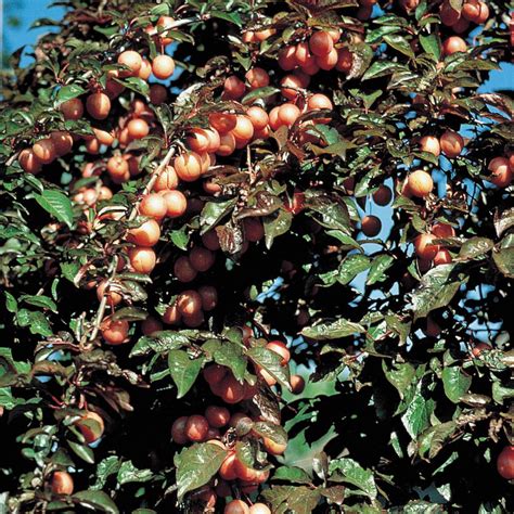 Gurneys Native American Plum Prunus Live Bareroot Fruiting Tree 1