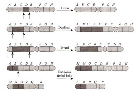 Isharmanto Biologi Gonzaga Mutasi Kromosom
