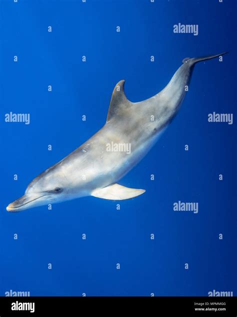 Indo Pacific Bottlenose Dolphin Tursiops Aduncus Chichi Jima Bonin
