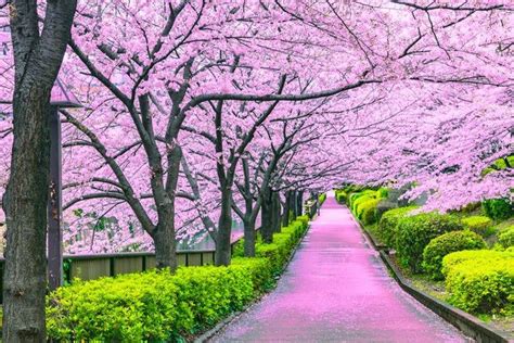 Dónde Encontrar Los Cerezos En Flor Más Bonitos En Japón Viajar