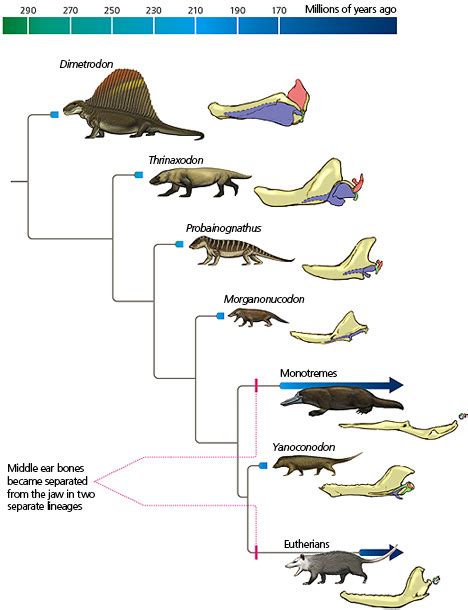 Jaws To Ears In The Ancestors Of Mammals Understanding Evolution