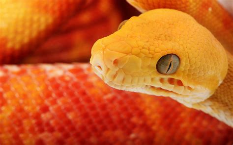 Snake Orange Picutres Hd Desktop Wallpapers 4k Hd