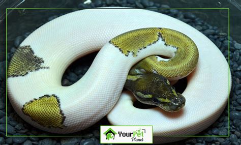 The Most Popular Ball Python Morphs - Your Pet Planet