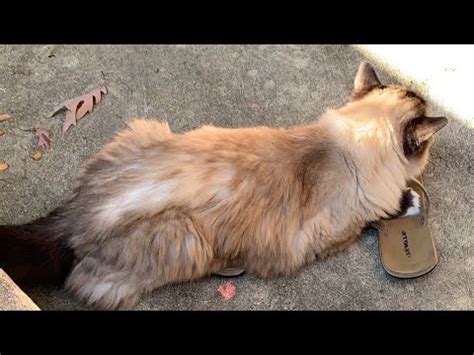 The average life for a house cat (excluding accidental death, in particular car accidents) is about 1/5th that. 16-Year Old Ragdoll Cats Outside - YouTube