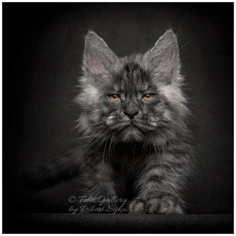 45 Hq Pictures Blue Maine Coon Cat For Sale Uk 8 Best Images About