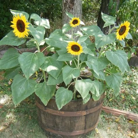 10 Backyard Sunflower Garden Ideas And Designs Betterlandscaping