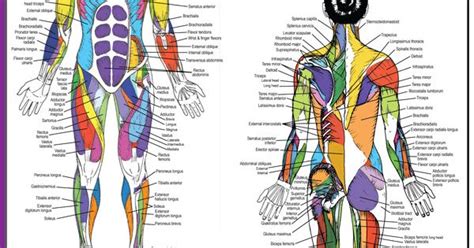 Anatomical diagram showing a front view of muscles in the human body. Male Anatomy Diagram Back View : Human Organs Diagram Back View | Health and Wellbeing ...