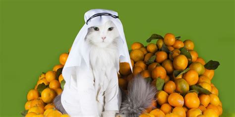 150 Best Arabic Cat Names With Meanings All About Cats