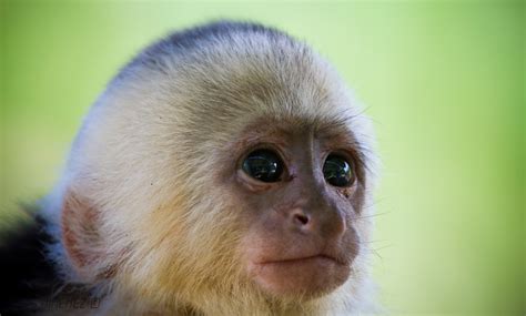 White Faced Capuchin Monkey Baby Sierpe Costa Rica Chris Jimenez