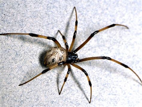 The damage a black widow spider does depends on the location and amount of the injection that the spider delivers through its bite. How to Spot a Brown Widow Spider | Montrose, CA Patch