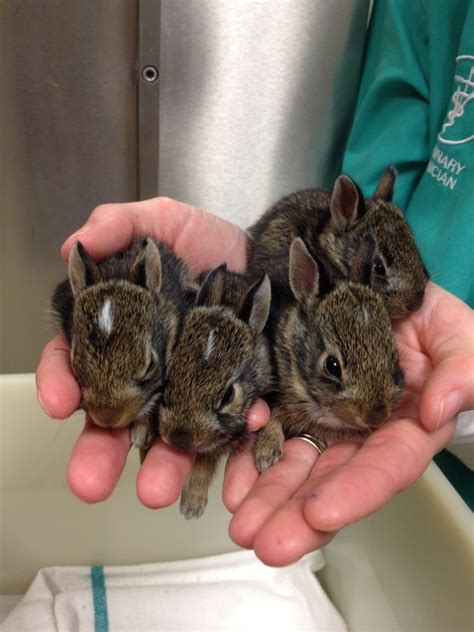 Yet this common parenting ritual often comes with questions, and sometimes anxiety, about when and how to do it well. What should you do if you find a baby rabbit? | Den Herder Vet