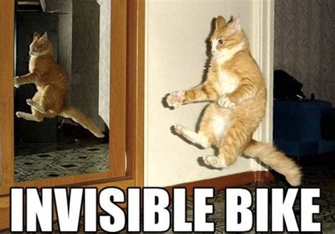 Invisible Bike Cute Cat Memes Funny Cat Pictures Best Cat Memes