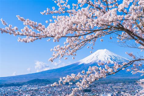 50 Hình Nền Hoa Anh đào Nhật Bản Ảnh đẹp