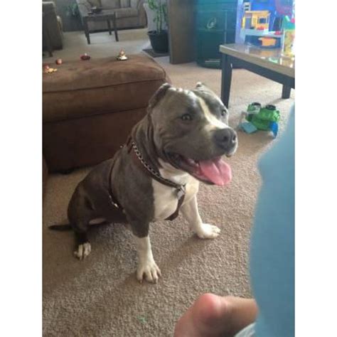 We are top blue bulldog breeders! 2 years old American Bulldog mix for adoption in ...