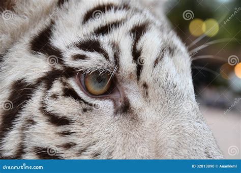 White Bengal Tiger Eye Stock Photo Image 32813890