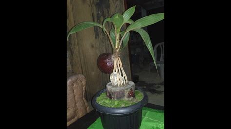 Bonsai Kelapa Youtube