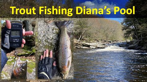 The optimal weight line for trout is usually about 1.75 pounds to 8 pounds. 1 lb Rainbow Trout at Diana's Pool - YouTube