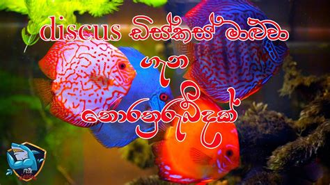 Discus Fish Breeding In Sinhala How To Breed Discus Fish In Sinhala