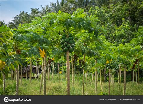 Tropical Fruit Plants Trees Stock Photo By ©fotoriggat 380898044