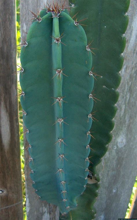 Видео cereus peruvianus florida cactus канала cactaceae review. Cereus-peruvianus-branch | Cactus y suculentas, Suculentas ...