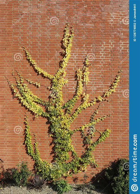 Climbing Ivy Plant At Brick Wall Stock Photo Image Of Floral Bricks