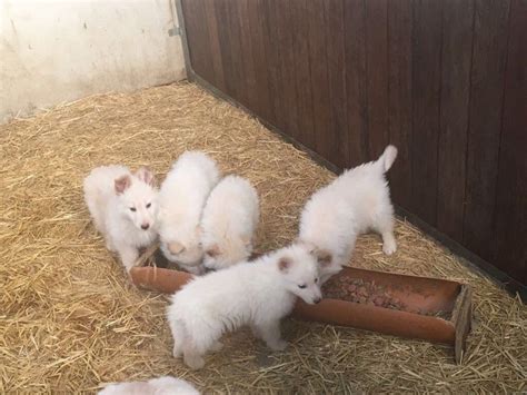 Long Haired White German Shepherd For Sale Adoption From Benguet Baguio