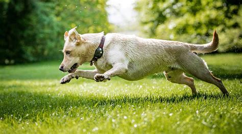 Dog Zoomies Why Do Dogs Run Around Like Crazy My Pets Routine