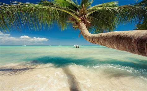 Palm Tree Beach Wallpaper Images