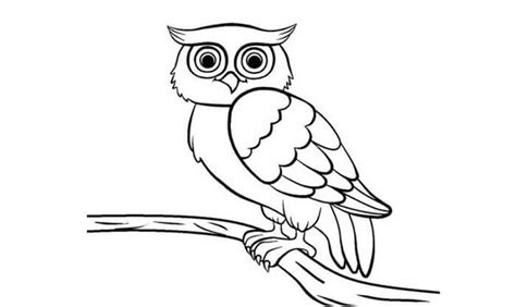 Sketsa Gambar Burung Hantu Kartun Sketsa Burung Hantu Hitam Putih