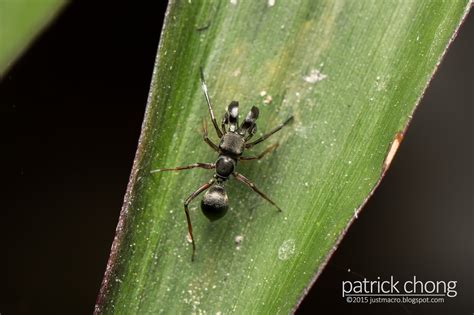 Ant Mimic Jumping Spider Spiders