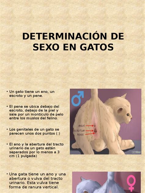 Determinacion De Sexo En Gatos Y Cobayospptx Sexo Gatos