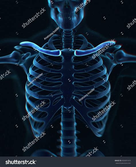 Collar Bone Xray Human Anatomy Skeletal Stock Illustration 602691419
