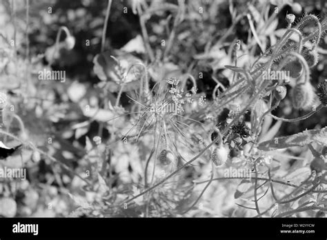 Meadows Of Wildflowers Black And White Stock Photos And Images Alamy