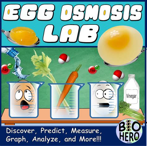 Transport between membranes can be either passive or active. EGG Osmosis LAB | Osmosis, Science activities, Activities