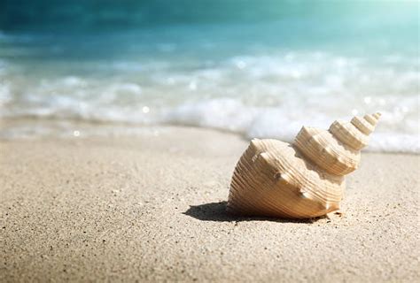 Royalty Free Seashell Pictures Images And Stock Photos Istock
