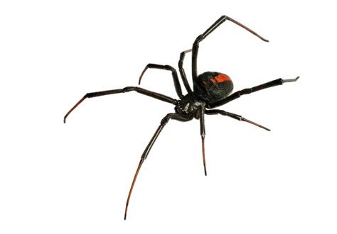 Best Black Widows Spider Exterminator Phoenix Az