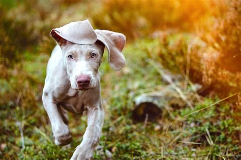 5 Things To Know About Weimaraners Petful