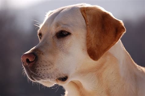 Le Labrador Retriever Fiche Santé Aquivet Clinique Vétérinaire