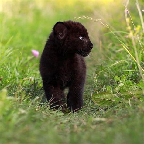 Black Panther Animal Baby