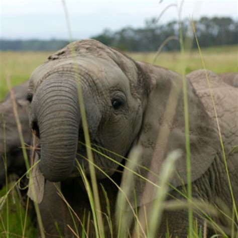2 Species Of African Elephant Diet